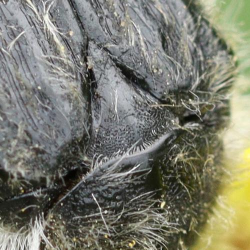 Tropinota squalida